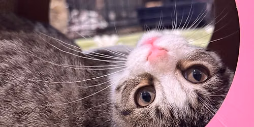 Cat Trivia Fundraiser