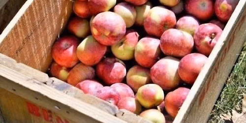 Applesauce Making