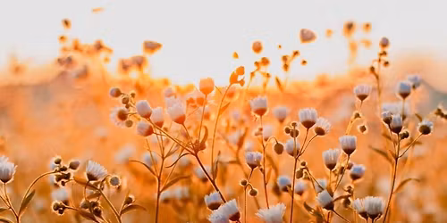 12 Daring Women Study