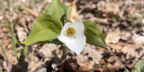 Getting to the Root of the Matter