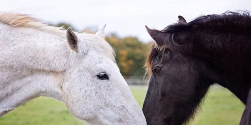 National Human-Animal Bond Awareness Day hosted at Redwings Horse Sanctuary, Caldecott