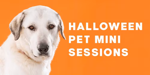 Halloween Pet Mini Sessions
