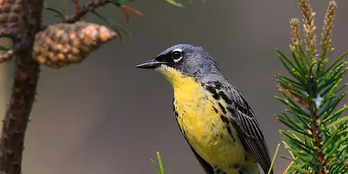 Annual Kirtland's Warbler Field Trip