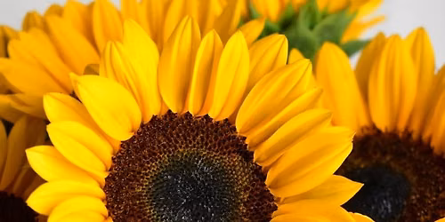 SUNFLOWER MINI SESSIONS