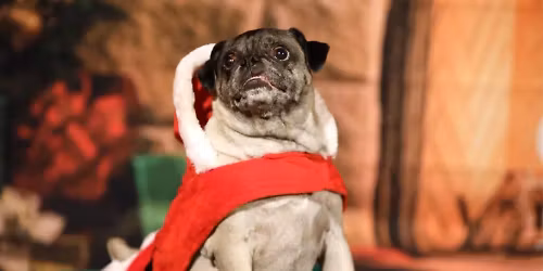 Christmas Pug Holiday Event
