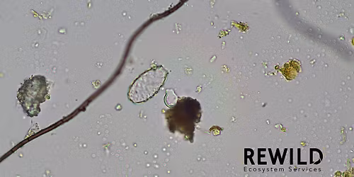 Microscopy Safari