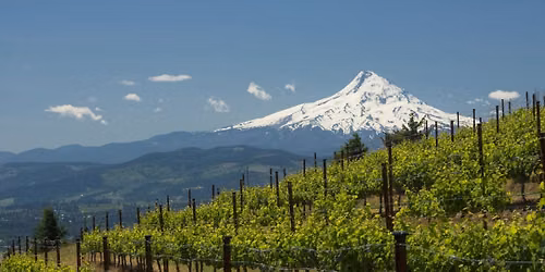 Washington State Wines