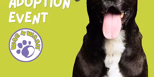 Pittie Posse Donation Drive & Adoption Event