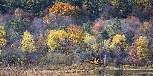2025 Thanksgiving Turkey Trot