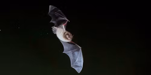 Bat Walk at Attenborough Nature Reserve