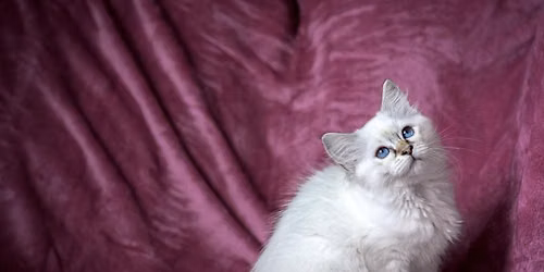 Sundsvallskattklubb International Catshow 2026