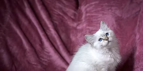 Sundsvallskattklubb International Catshow 2026