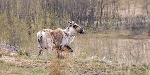Wild Mother's Day