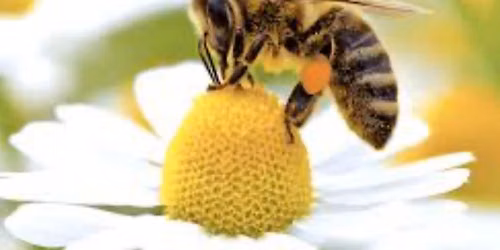 Santa Rosa Beekeeper Association June meeting with Master Gardner