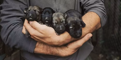 German Shepherd Puppy Therapy