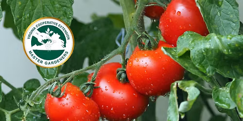 Tomato Fest with Central Shenandoah Valley Master Gardeners
