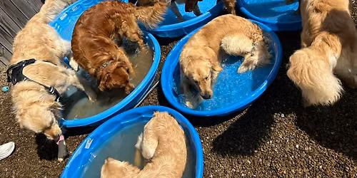 Calling all Golden Retrievers!!!!!! Golden Retriever PAW-TY!! 