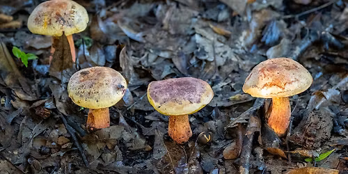 The World of Mycology