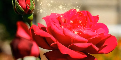 Journ\u00e9es de la rose au domaine de Chaalis