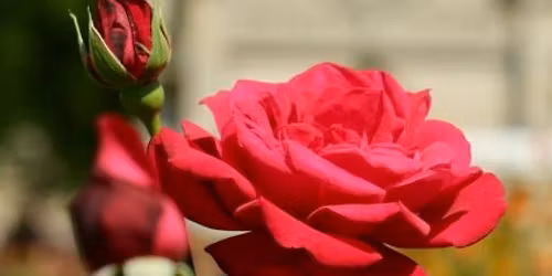 Journ\u00e9es de la rose au domaine de Chaalis