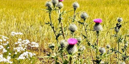 Vehicle Auction - Rallye at the River 