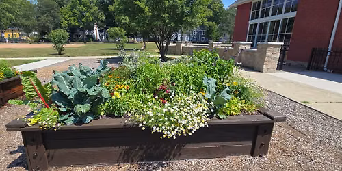 VOH Community Garden ~ Flowers & Freezies ~ Summer Solstice Seed Sowing