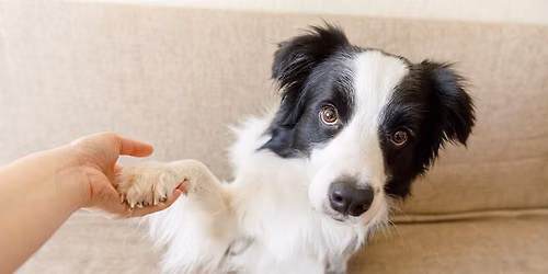 Trick Dog Classes
