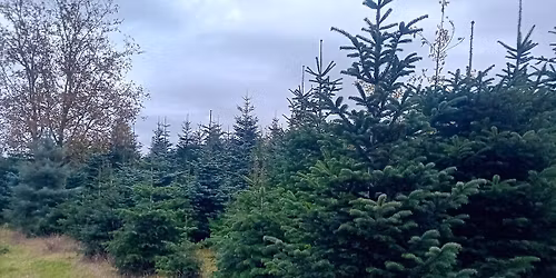 Weihnachtsbaumverkauf Dieblich-Berg Freitags mit Festgemeinde Dieblich E.V.