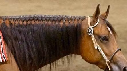 All Western Show - Boundary Horse Association 