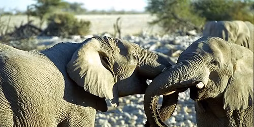 African Safari with Cape Town Discovery. Solos Only. 40 Years & Over