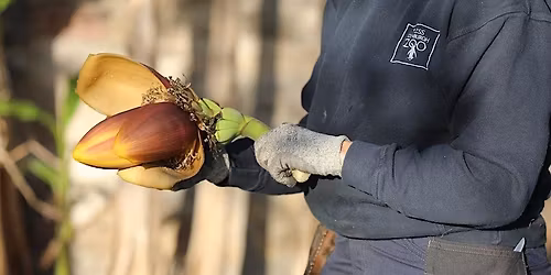 Tea and Talks: Horticulture at the zoo