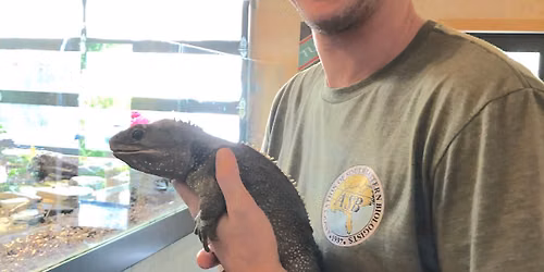 September Noon Lecture: Ecology and Origins of the Gecko Adhesive System