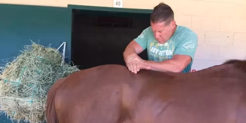 Equine Chiropractic Clinic