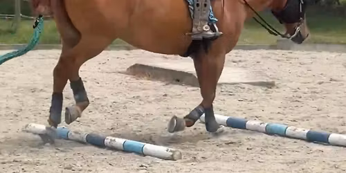 Ladies Poles Morning