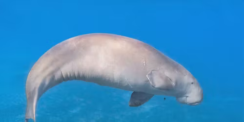 Finding Your WILD Summer Camp - 'Play & Swim' Dugong Week