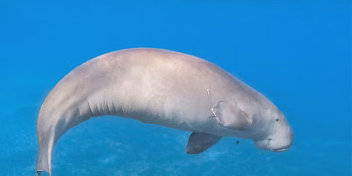 Finding Your WILD Summer Camp - 'Play & Swim' Dugong Week 
