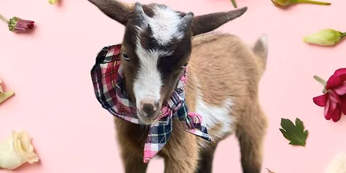 Goat Yoga - Tupps Brewery!