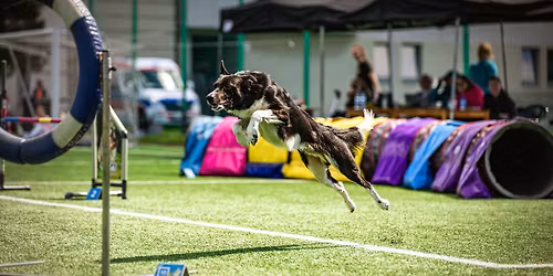 Zawody agility Wiosenny Challenge