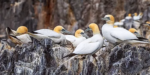 Birds of Bass Rock