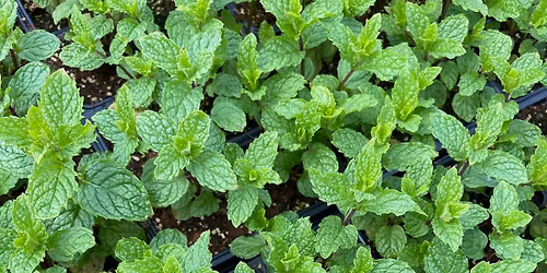 Plant Sale
