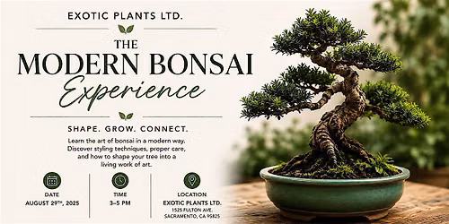 The Modern Bonsai Experience