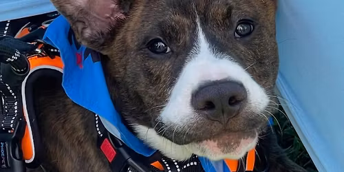 Adoption Event at Coffee Corral