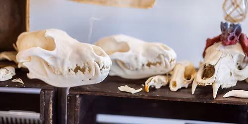 The Bazaar of the Bizarre presents FROSTBITE