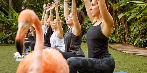 Flamingo Yoga