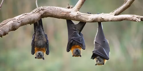 Spooky Species