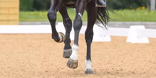 British Dressage M - GP + FSM