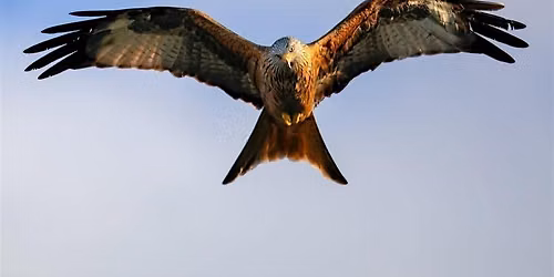 Ingrebourne birds of prey flight and talk show
