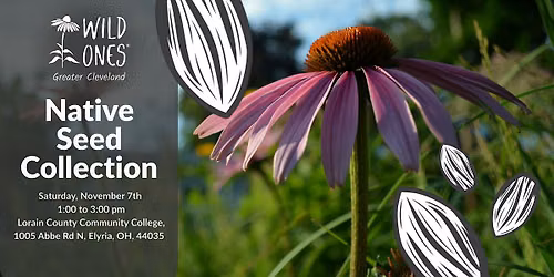 Fall Native Seed Collection - LCCC (Lorain County)