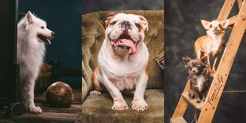 Fotoshoot met je huisdier te Tom & Co Ieper