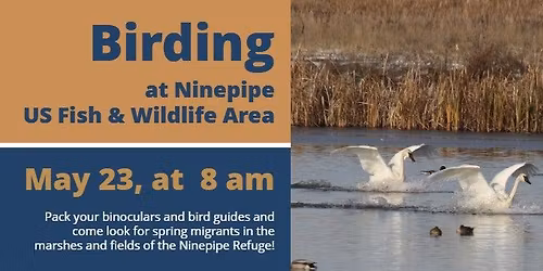 Birding at Ninepipe Refuge